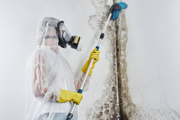 Best Attic Mold Remediation in South Corning, NY