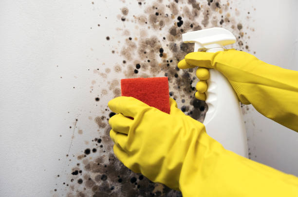 Best Mold Testing and Inspection Services in South Corning, NY