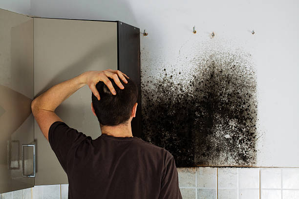 Best Crawl Space Mold Remediation in South Corning, NY